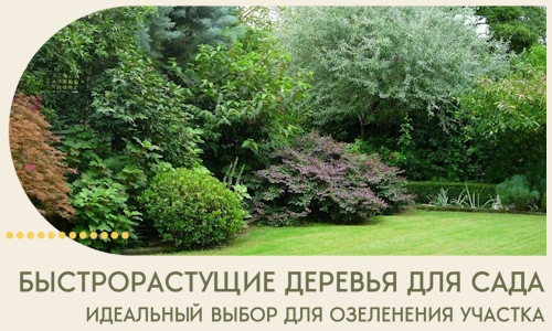 Быстрорастущие деревья для сада идеальный выбор в Гае